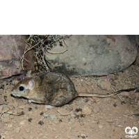 گونه جربیل هندی Indian Gerbil